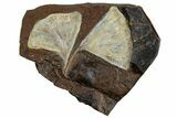 Two Fossil Ginkgo Leaves From North Dakota - Paleocene #263004-1